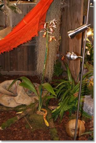 Neu-Ulmer Orchideentage 2012 109.jpg